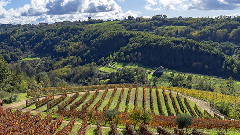 Niente etichetta nera per i vini europei mentre la Calabria registra un aumento costante della produzione del nettare degli Dei