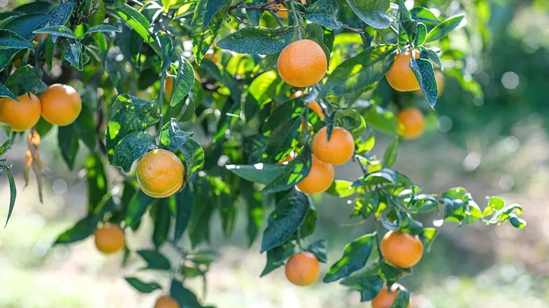 Asse Co-Ro/Pontedera per parlare di orti e alberi nelle scuole «come educazione alla biodiversità»