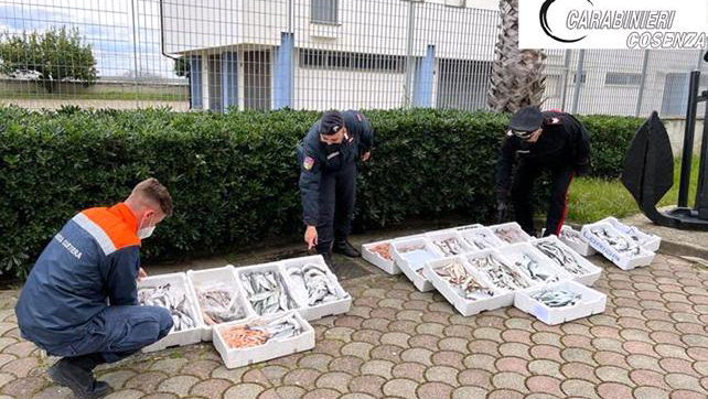 Operazione congiunta tra carabinieri e capitaneria di porto: sequestrati 105kg di pesce