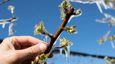 Rischi dei cambiamenti climatici e a tutela del reddito aziendale, partita la campagna assicurativa di Coldiretti