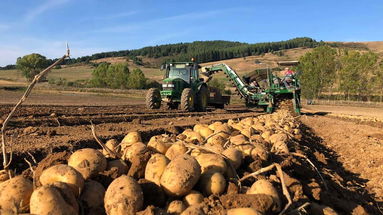 Agricoltura: il consorzio produttori patate associati incontra le organizzazioni professionali