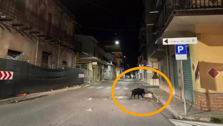 Trebisacce, spazzatura per strada e cinghiali in agguato: una foto impazza sui social... ma è una fake