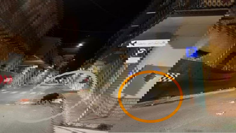 Trebisacce, spazzatura per strada e cinghiali in agguato: una foto impazza sui social... ma è una fake