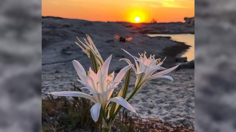 Erasmus Ocean, studenti francesi a Villapiana per scoprire, valorizzare e tutelare il territorio