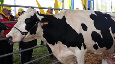Aceto (Coldiretti) annuncia l'aumento del prezzo del latte alla stalla per i produttori calabresi