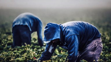 Schiavitù nella Sibaritide, dopo l'operazione della Procura il PD chiede più attenzione «su lavoro nero e caporalato»