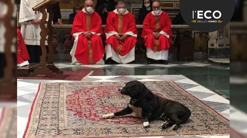 Un cane davvero fedele… la storia di Jack: il randagio tutto strada e chiese