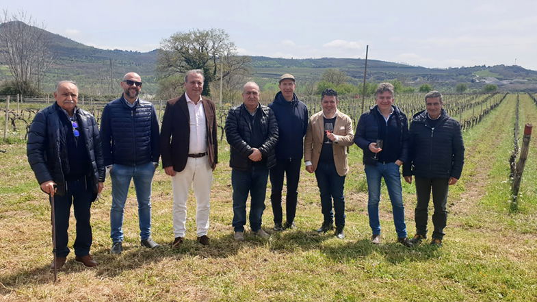 Sui monti del Pollino e della Sila “nascono” e si producono i grandi vini Magna Graecia