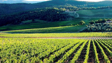 Si scrive Calabria, si legge Enotria... la “Terra del vino”: il nettare degli Dei 