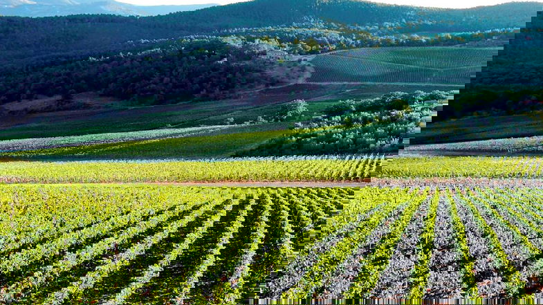 Si scrive Calabria, si legge Enotria... la “Terra del vino”: il nettare degli Dei