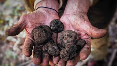 Dai boschi di Cerchiara a Lungro, fino a Morano Calabro: è qui che troviamo il tartufo, l’oro della Calabria 