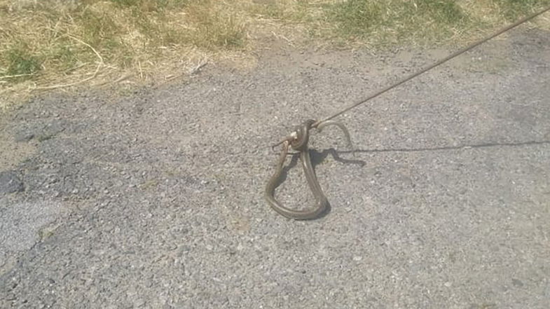 Vipera catturata davanti alla scuola del Villaggio Frassa di Co-Ro