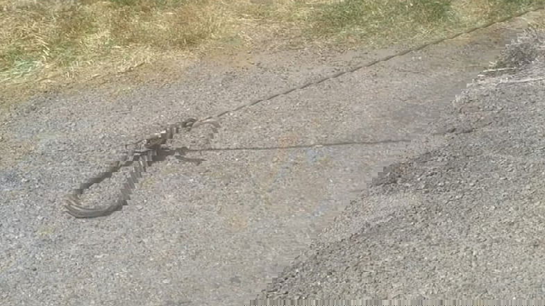 Vipera catturata davanti alla scuola del Villaggio Frassa di Co-Ro