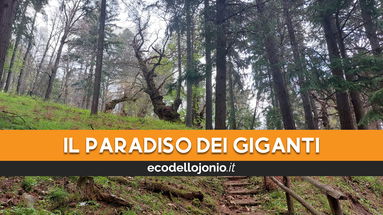 I Giganti di Cozzo del Pesco, un bosco antichissimo trascurato e...desolato