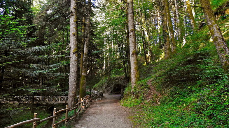 Nasce il dipartimento regionale dedicato al settore forestale a salvaguardia del patrimonio ambientale