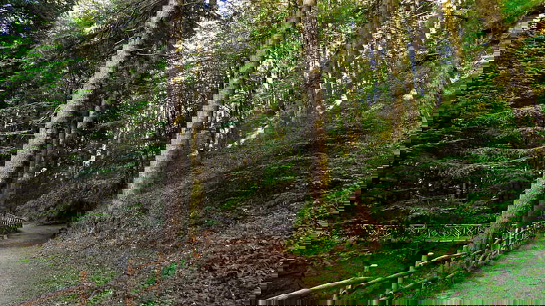 Nasce il dipartimento regionale dedicato al settore forestale a salvaguardia del patrimonio ambientale