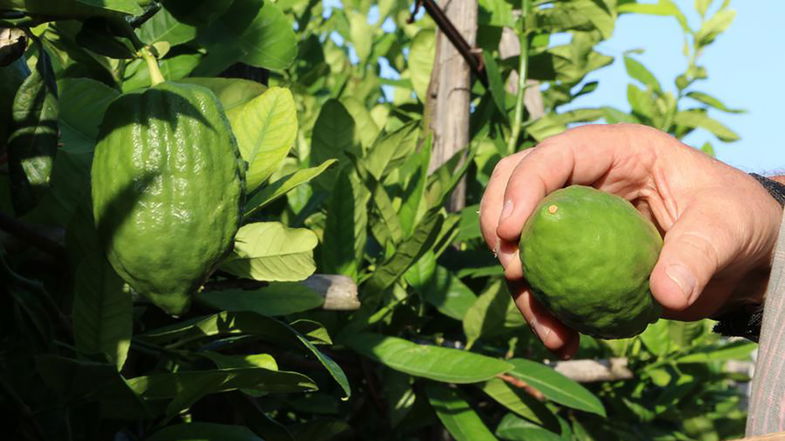 Il cedro calabrese acquisisce il marchio Dop: c'è l'ok del ministero dell'Agricoltura