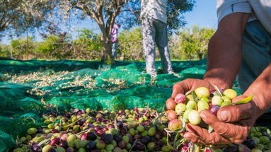 Oggi a Calopezzati presentazione della guida extravergini slow food