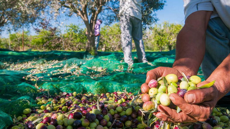 Oggi a Calopezzati presentazione della guida extravergini slow food