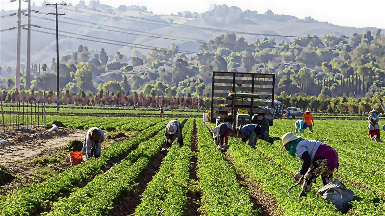 Agricoltura, in Calabria mancano duemila stagionali. Per Aceto «è colpa anche del reddito di cittadinanza»