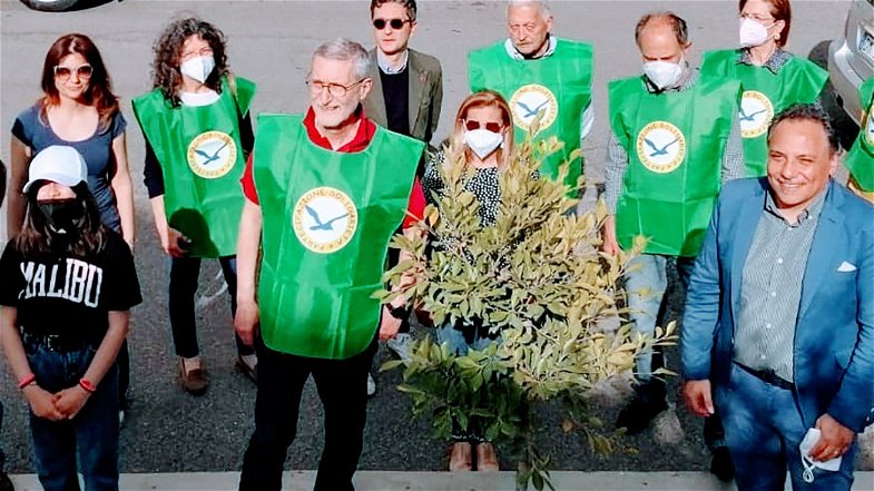 Castrovillari promuove il verde pubblico: piantumati tre “Ficus australis”