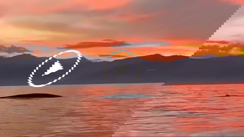 Una balenottera al tramonto: una meraviglia che balza fuori dalle limpide acque Ioniche - VIDEO