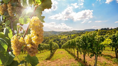 Agri-turismo, la prossima estate potrebbe essere una stagione da numeri record