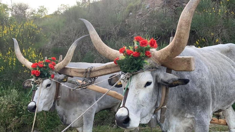 A Laino Borgo ritorna la festa delle 