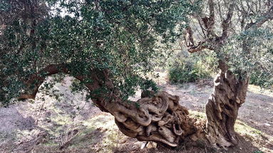 Scala Coeli, ecco il vincitore della seconda edizione de “L’ulivo più bello del territorio”