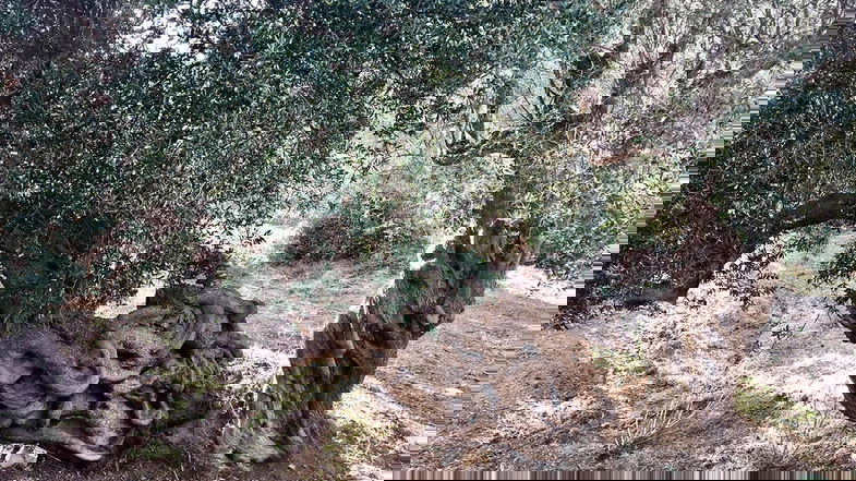 Scala Coeli, ecco il vincitore della seconda edizione de “L’ulivo più bello del territorio”