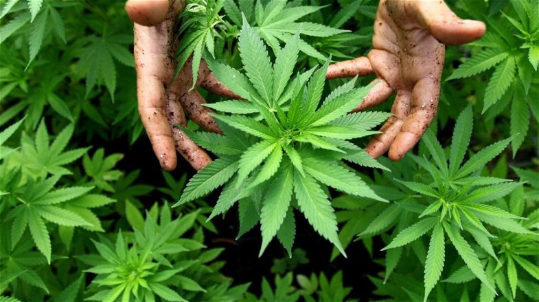 Cannabis terapeutica: in Consiglio regionale arriva la proposta di legge pro legalizzazione 