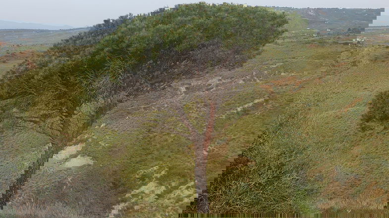 Valorizzati e riqualificati i Tre Piani di Lauropoli, gli esperti analizzano il potenziale del territorio