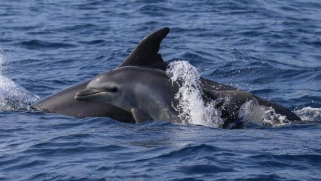 Nelle limpide acque ioniche un gruppo di delfini che romanticamente “danzano”