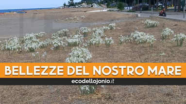 Il Giglio marino, una ricchezza dell’ecosistema che in pochi conoscono e per questo rischia di estinguersi