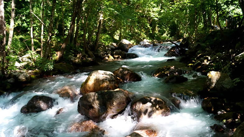 Pollino, tra la fauna e la flora più incontaminata: la Riserva naturale “Valle del fiume Argentino” 