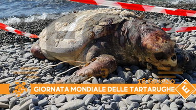 Recuperata stamattina sulla spiaggia di Trebisacce la carcassa di una caretta caretta 