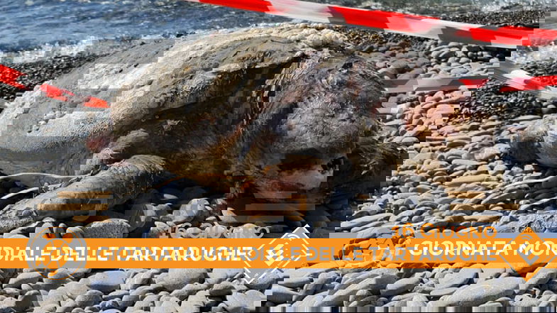 Recuperata stamattina sulla spiaggia di Trebisacce la carcassa di una caretta caretta