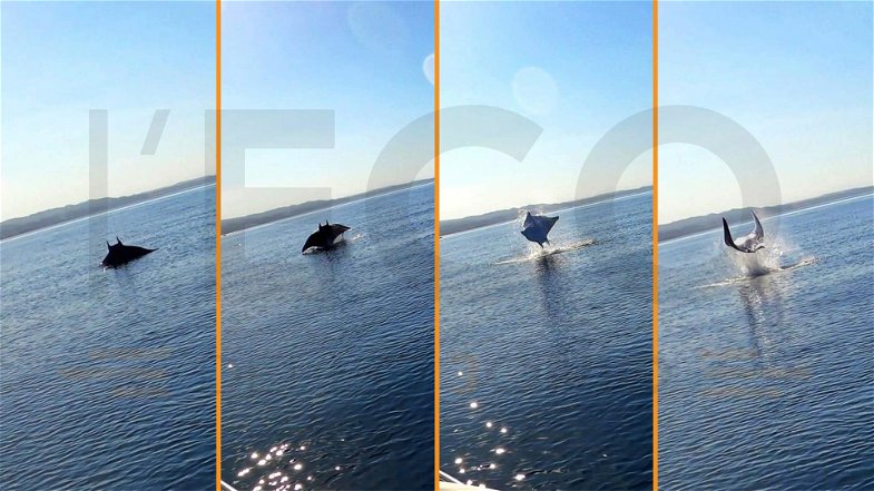 Lo spettacolare volo sull'acqua di una Manta davanti alle coste di Cariati