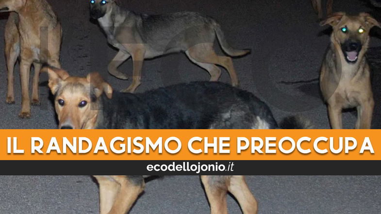 Cani in branco a spasso per la città, a Trebisacce si prospetta una nuova emergenza