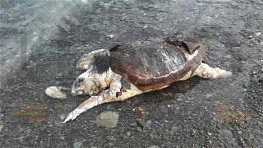 Trebisacce, secondo esemplare di tartaruga caretta caretta si arena sulla spiaggia 