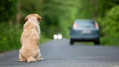 A Schiavonea, arriva la campagna contro l'abbandono animali firmata Enpa