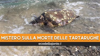 Allarme tartarughe, altra carcassa di caretta-caretta sulla spiaggia di Trebisacce: la terza in una settimana