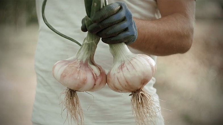 La cipolla bianca di Castrovillari, celebrata da produttori e grandi chef