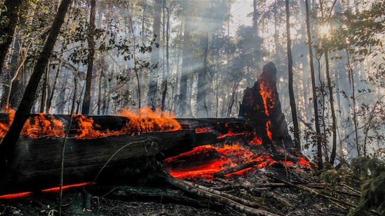 Bruciano ancora i boschi della Sila Greca: vasto incendio nell'area di Valle del Pozzo