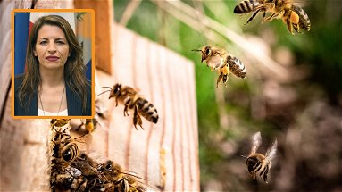 La Calabria fa un importante passo in avanti nella tutela delle api