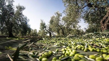 La “Dolce” di Rossano tra le migliori olive da olio: l’oro della Calabria si trova nel nostro territorio