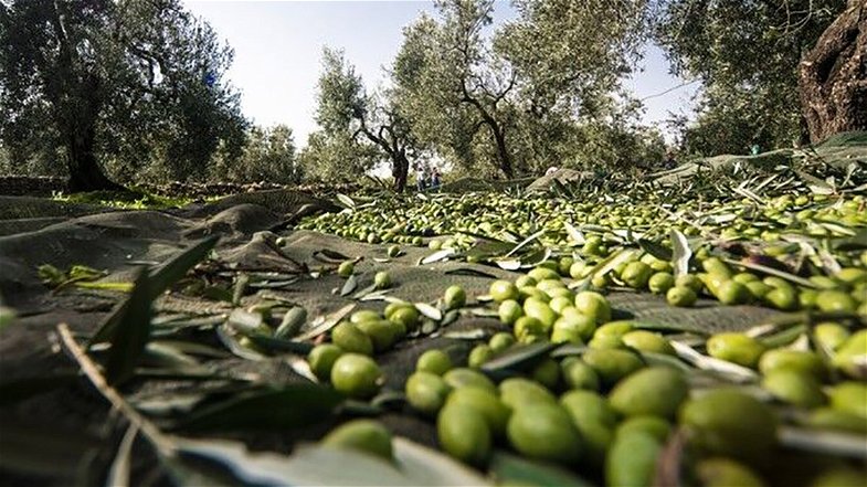 La “Dolce” di Rossano tra le migliori olive da olio: l’oro della Calabria è nel nostro territorio 