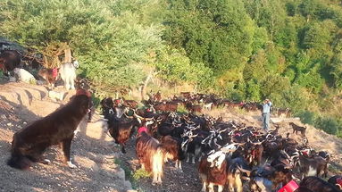 I pastori diventano le sentinelle del parco della Sila, un'arma efficace contro gli incendi 