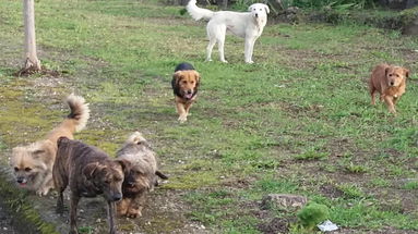 Corigliano-Rossano, la polizia scopre un ricovero abusivo per cani