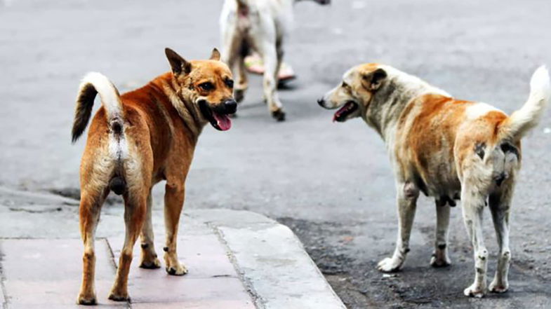 Sequestro canile abusivo a Co-Ro, interviene Stop Animal Crimes Italia